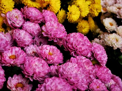【我们的视界】+ 赏菊