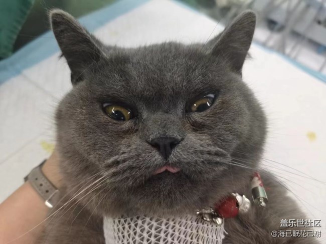 我和爱宠的故事   噶腰子