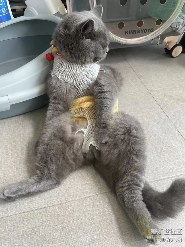 我和爱宠的故事   噶腰子