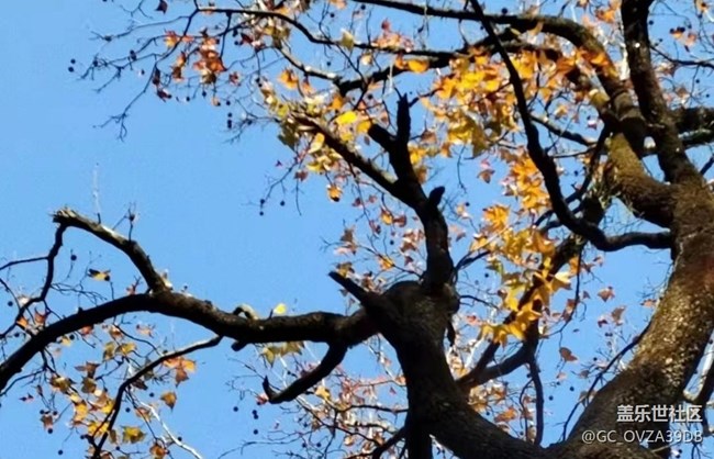 【抓住秋天的尾巴】树叶红了