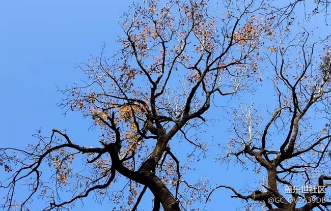 【抓住秋天的尾巴】树叶红了