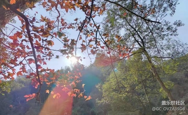 【抓住秋天的尾巴】树叶红了