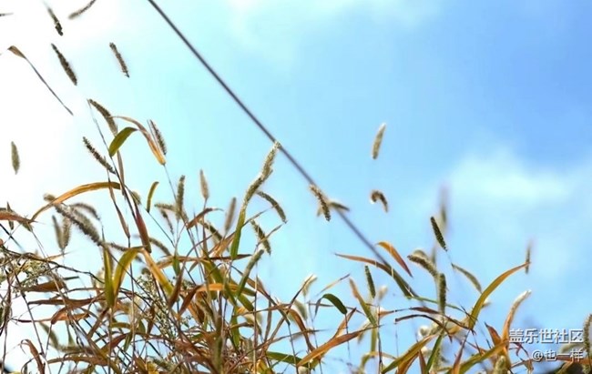 【秋日胜春朝】周末愉快