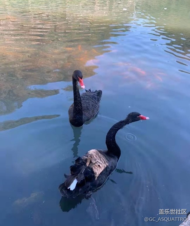 【秋日胜春朝】遛娃