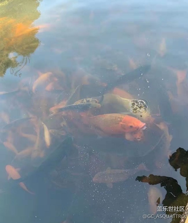 【秋日胜春朝】遛娃