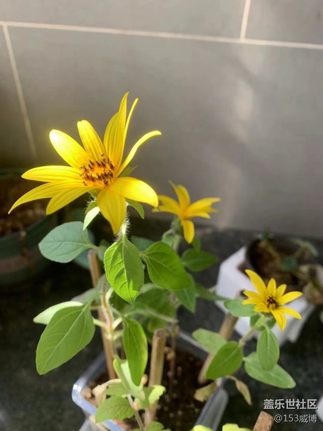【抓住秋天的尾巴】小花儿