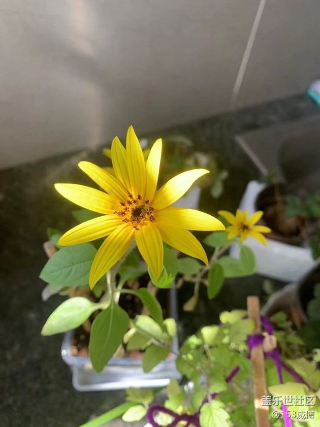 【抓住秋天的尾巴】小花儿