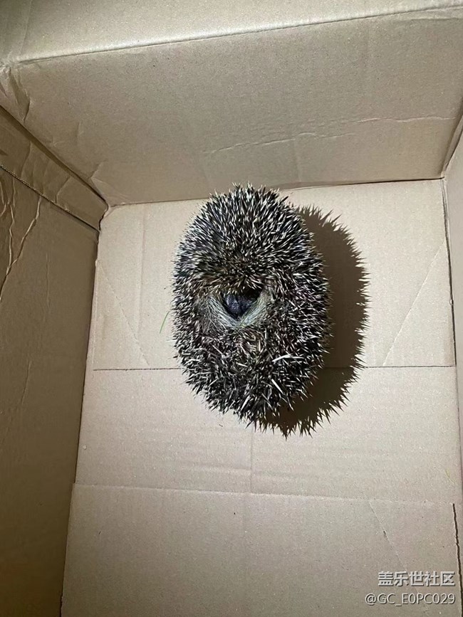 【抓住秋天的尾巴】刺猬