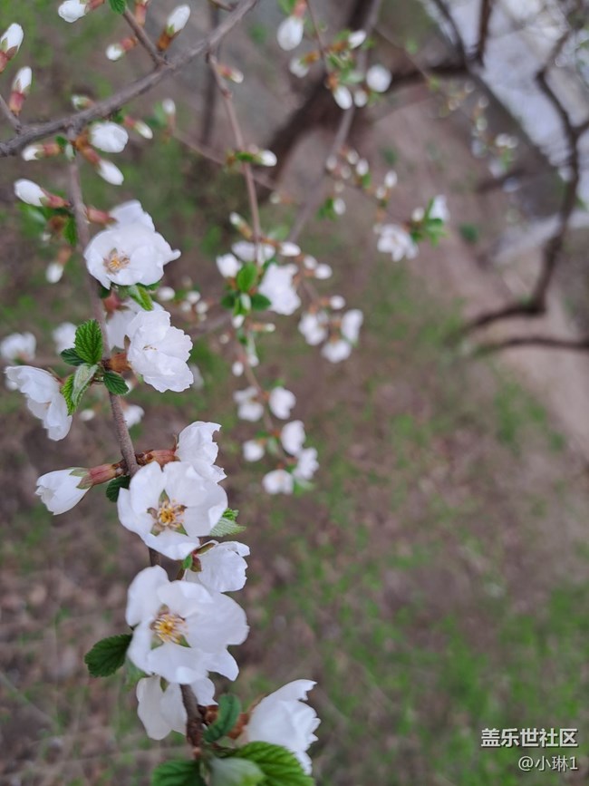 【自然的韵律】桃花春风