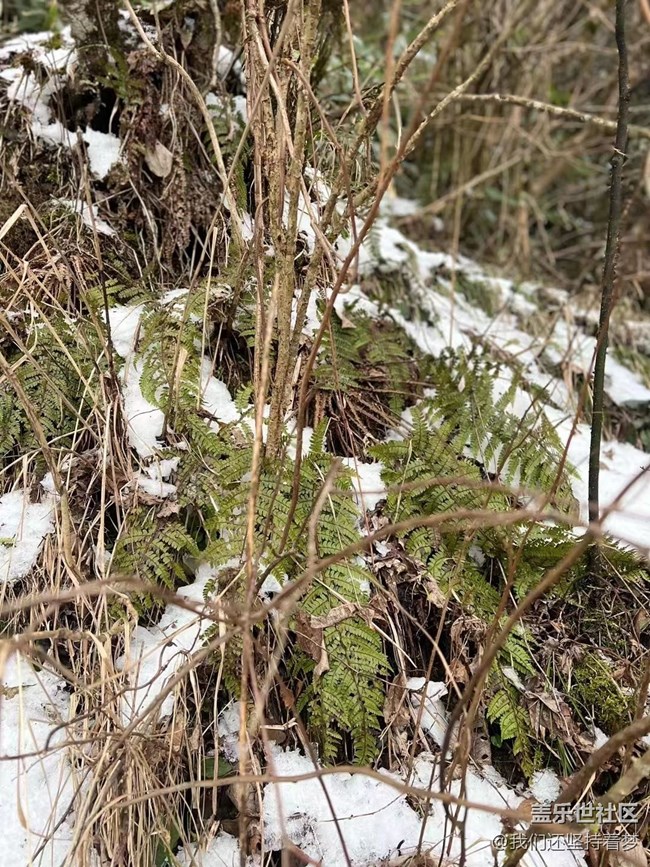 【浪漫的尽头】瑞雪兆丰年