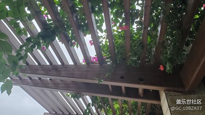 【难忘2023】繁花盛开
