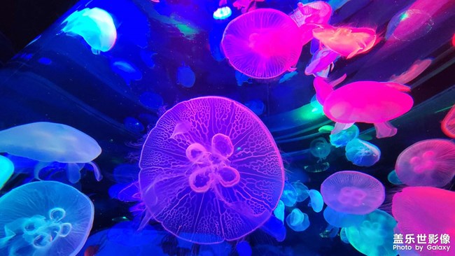 精品大咖秀 第三十期:春节倒计时 精品大咖秀 第三十期:春节倒计时