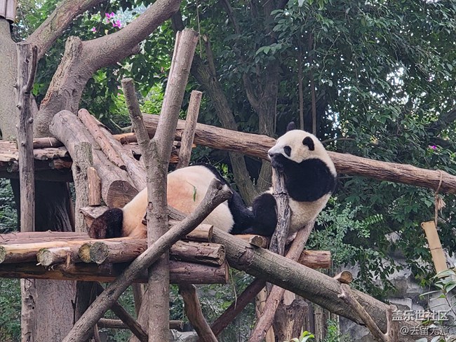 可爱的萌猫，愉快的旅行，难忘的记忆。