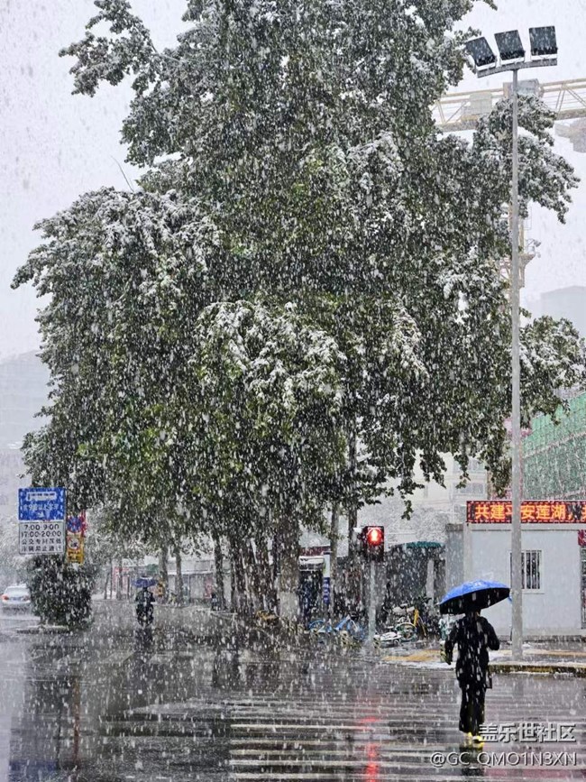 喜欢雪飘在空中，更喜欢雪铺满大地ང་ནི་གངས་ཅན་གྱི་བུ་ཕྲུག་
