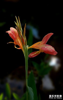 【定格身边的美】花儿随拍