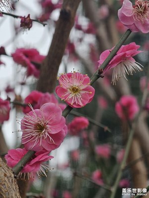 【定格身边的美】繁花