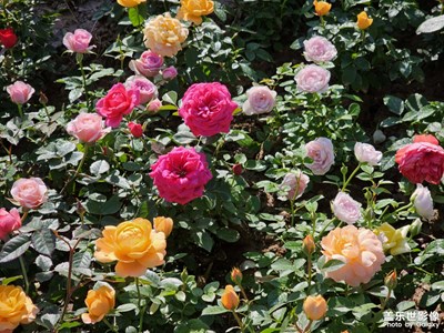 【定格身边的美】路见繁花