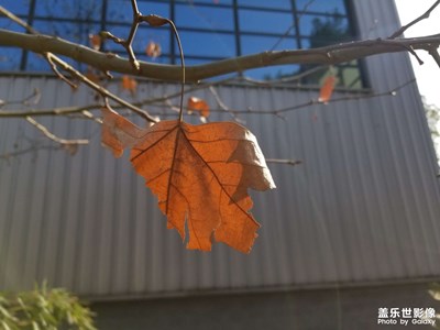 【生活的写意】冬日午后