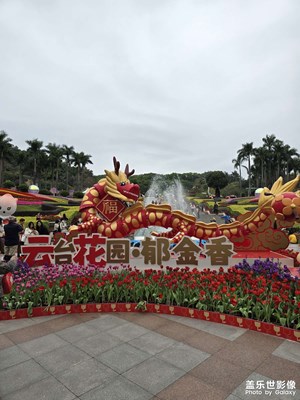 广州云台花园郁金香