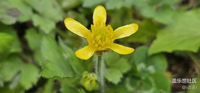 小花
