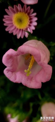 【春运】+花朵随拍