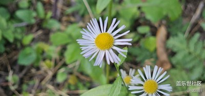 小花