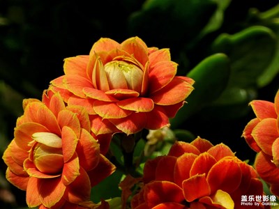 【我家乡的春节】花团锦簇