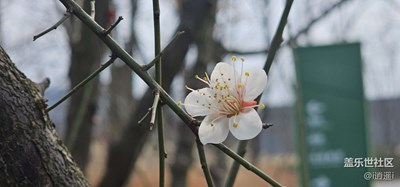 春花