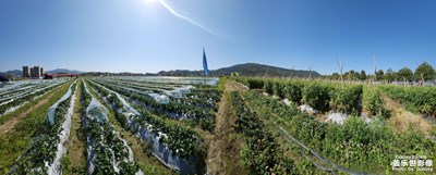 【龙腾新春】+初二摘果