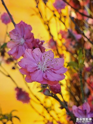 【我家乡的春节】+广东桃花年桔