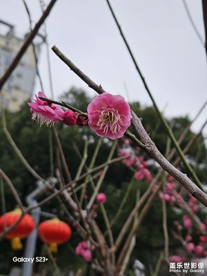 梅花