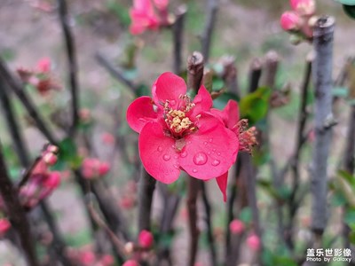 【我家乡的春节】逛公园
