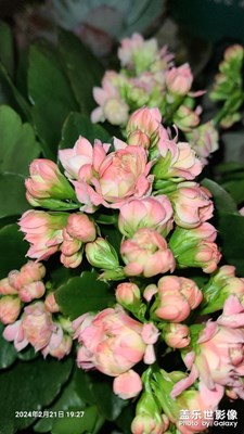 【我家乡的春节】+春节绽放的花花