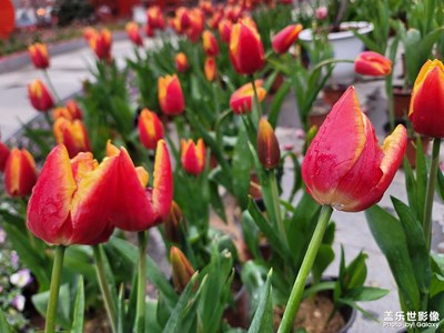 【我家乡的春节】赏花
