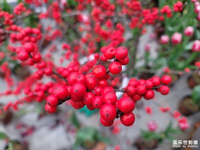 【我家乡的春节】艳红