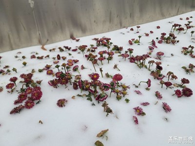【我家乡的春节】雪纷飞