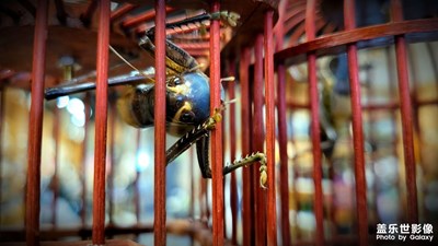 【早春】春日已来