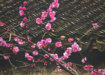 【早春】+ 红梅吐蕊