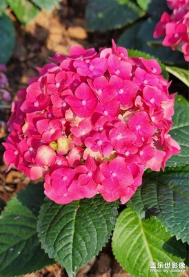八仙花