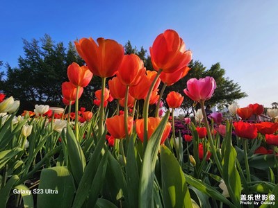 【早春】+ 春暖花开