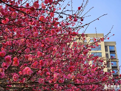 【早春】+ 春暖花开