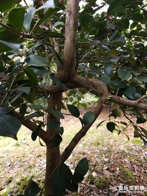 论顽强，还属植物