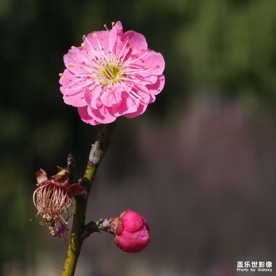 【早春】+梅花香自苦寒来