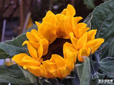 【早春】赏花踏青感受那一抹春色吧