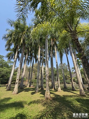 热带植物随拍