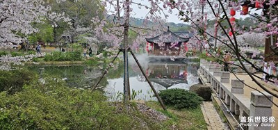 樱花开了