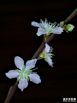 【早春】桃花三两枝
