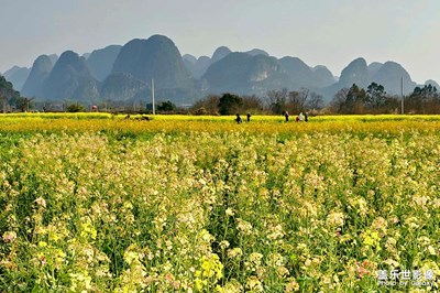 油菜花开黄灿灿