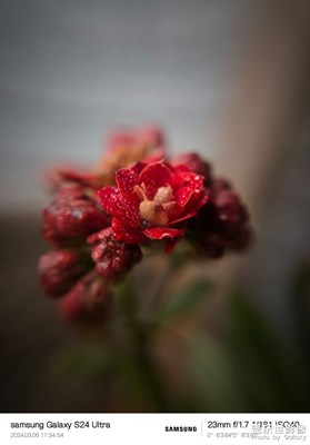 【雕刻时光】+微距小花