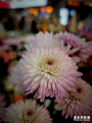 【雕刻时光】+花朵随拍